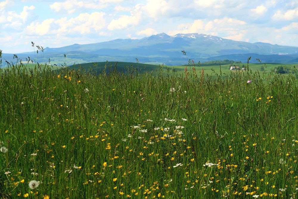 site