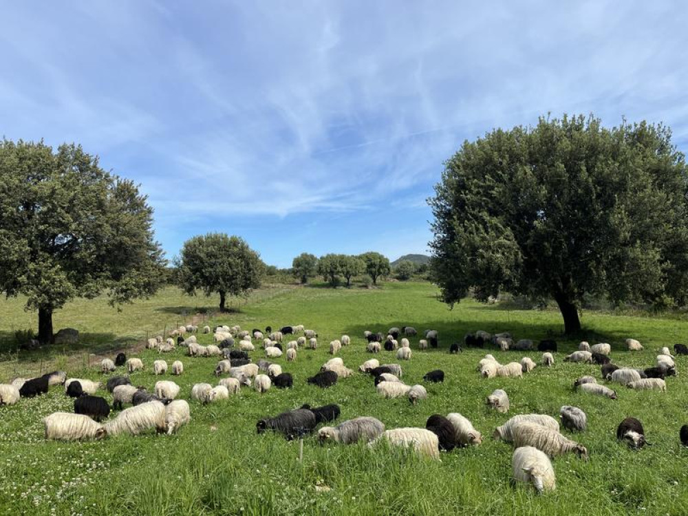 site
