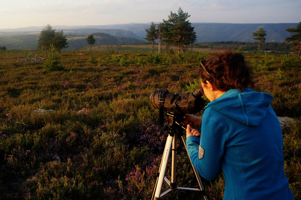 site